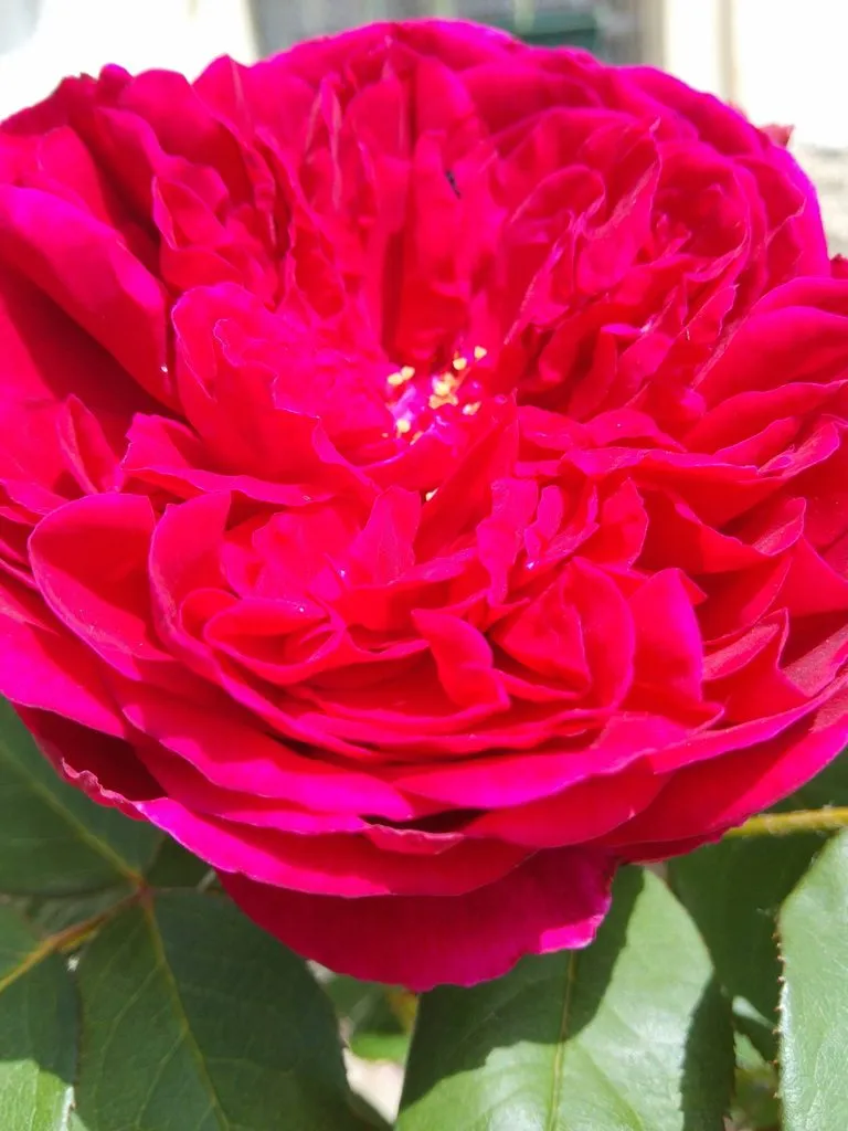 Чайная беседка