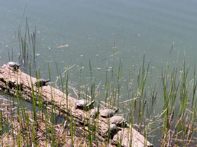 Чайная беседка