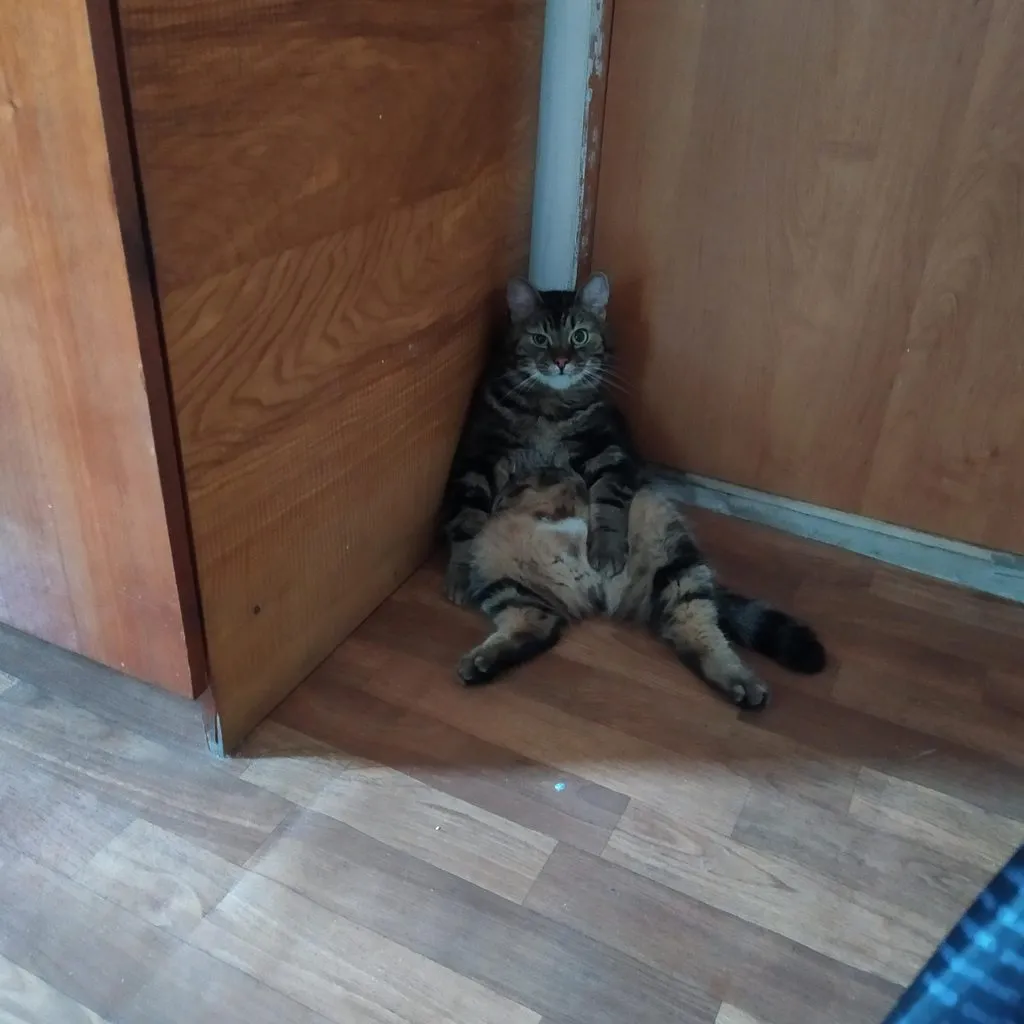 Чайная беседка