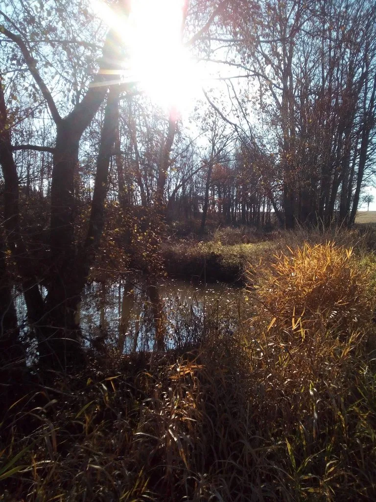 Чайная беседка