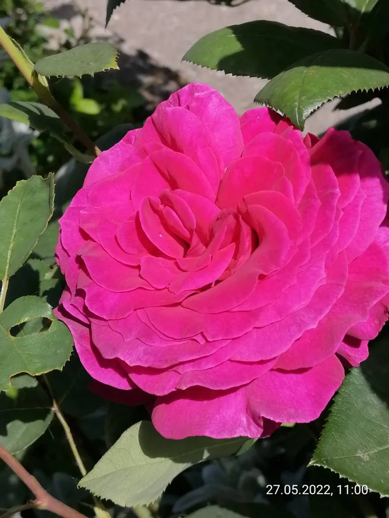 Чайная беседка