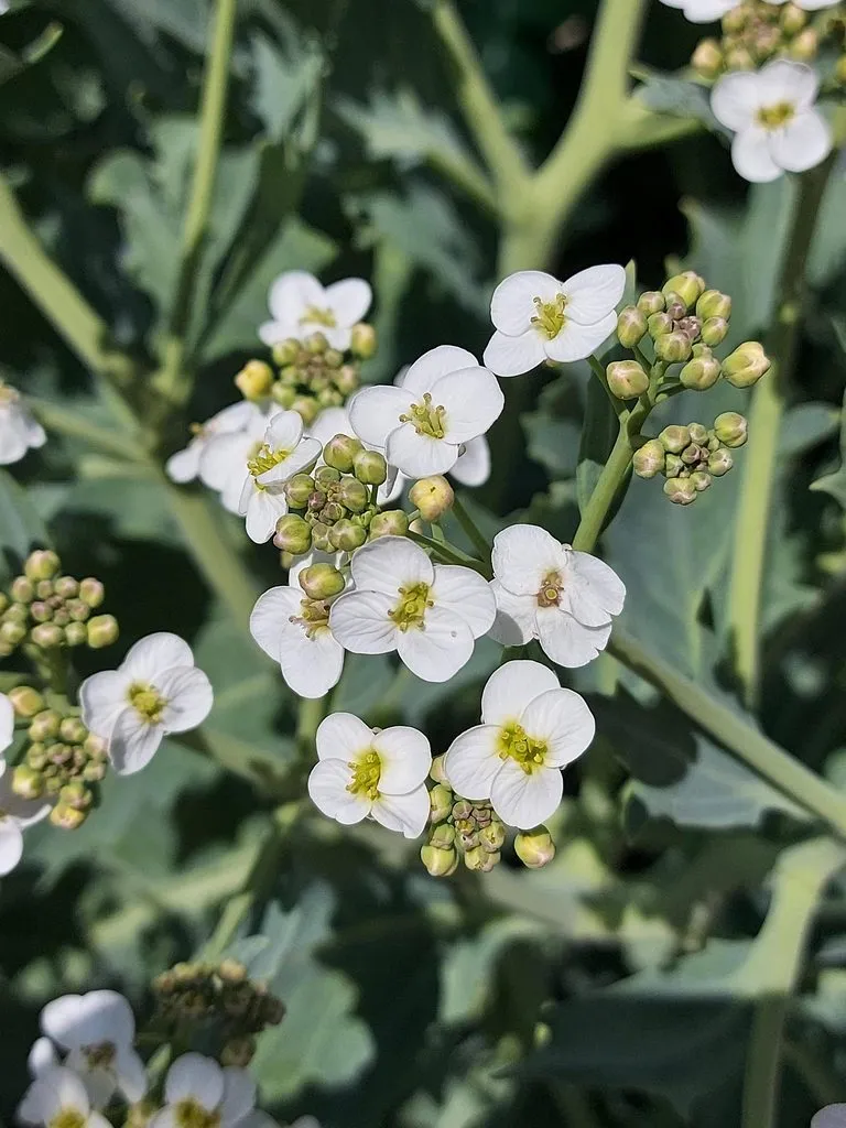 Чайная беседка