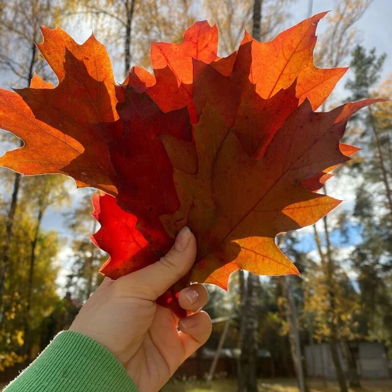Чайная беседка