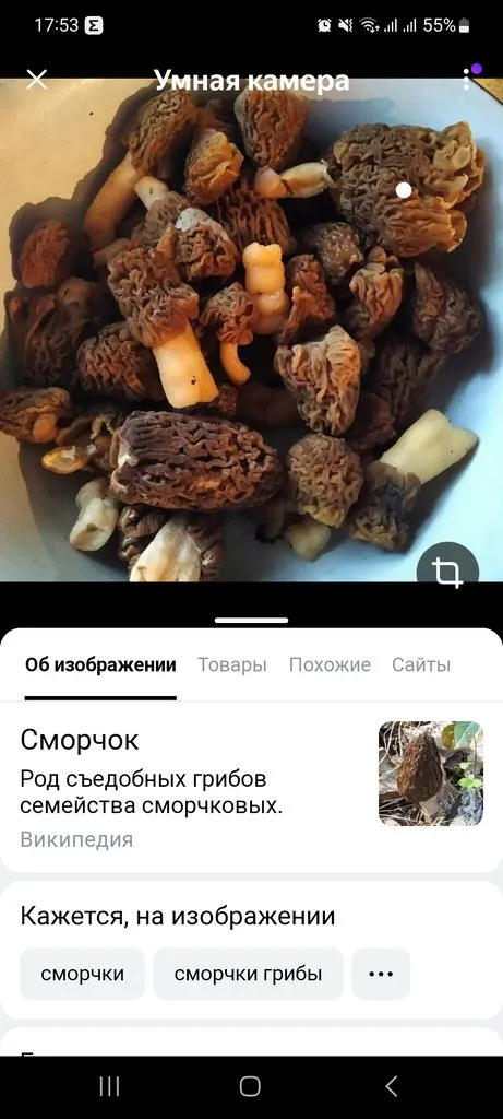 По грибы с лукошком