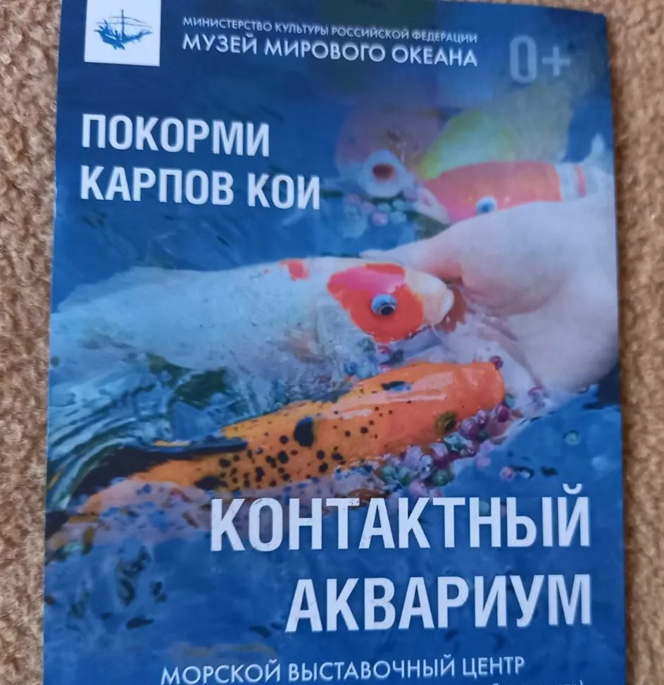 И снова, через год, встречай, Калининград!