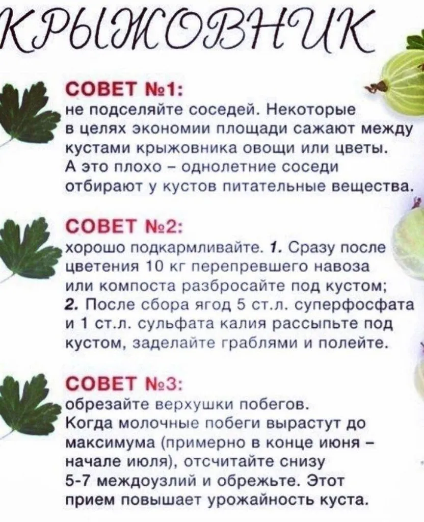 Сажаем, растим, собираем урожай…