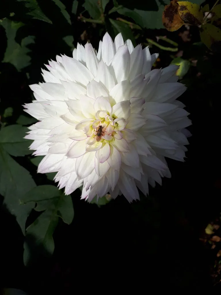 Чайная беседка