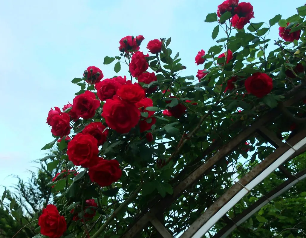 Чайная беседка