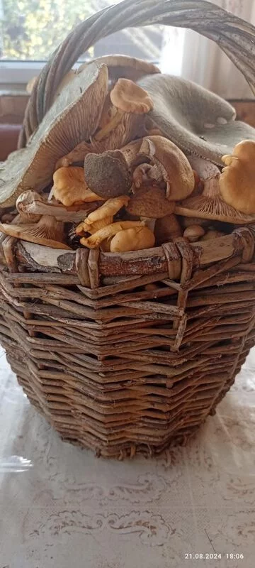 По грибы с лукошком