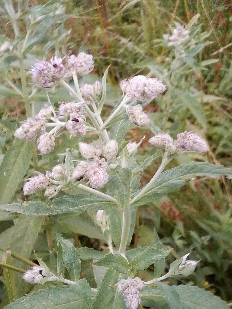 Чайная беседка