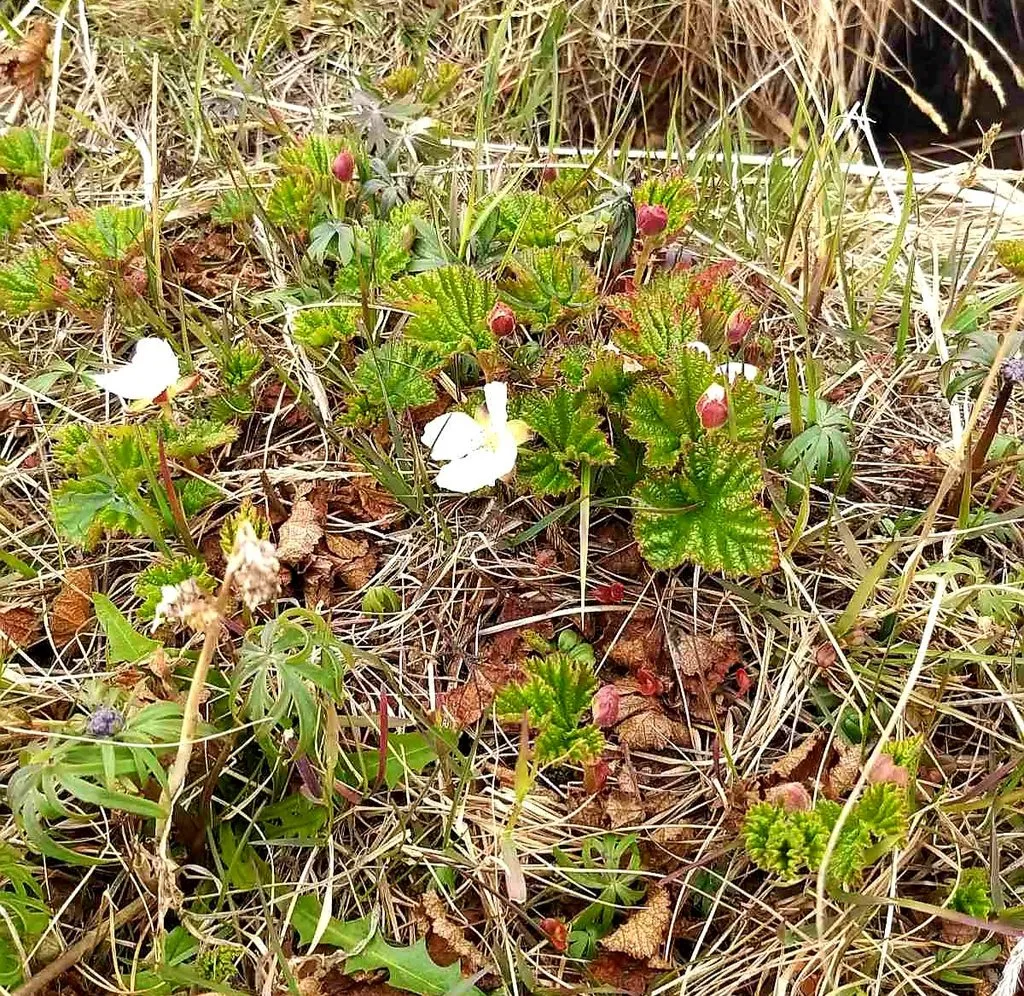 Чайная беседка