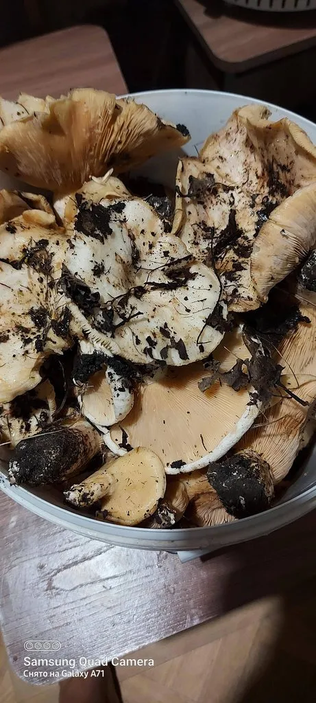 Чайная беседка