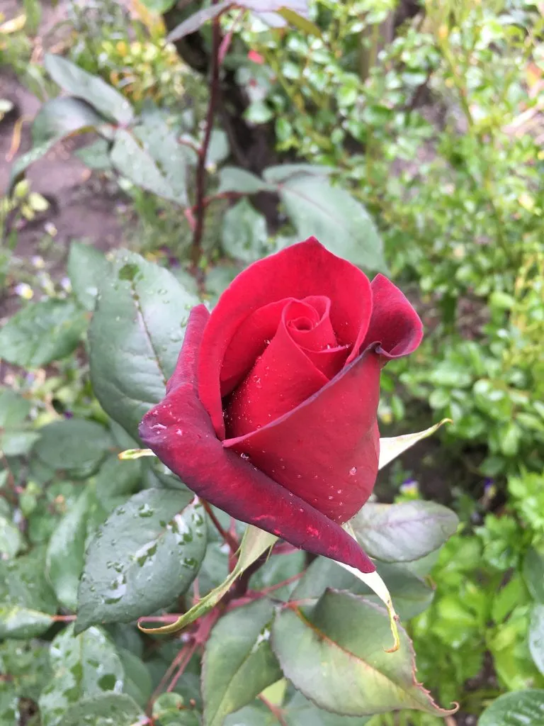 Чайная беседка