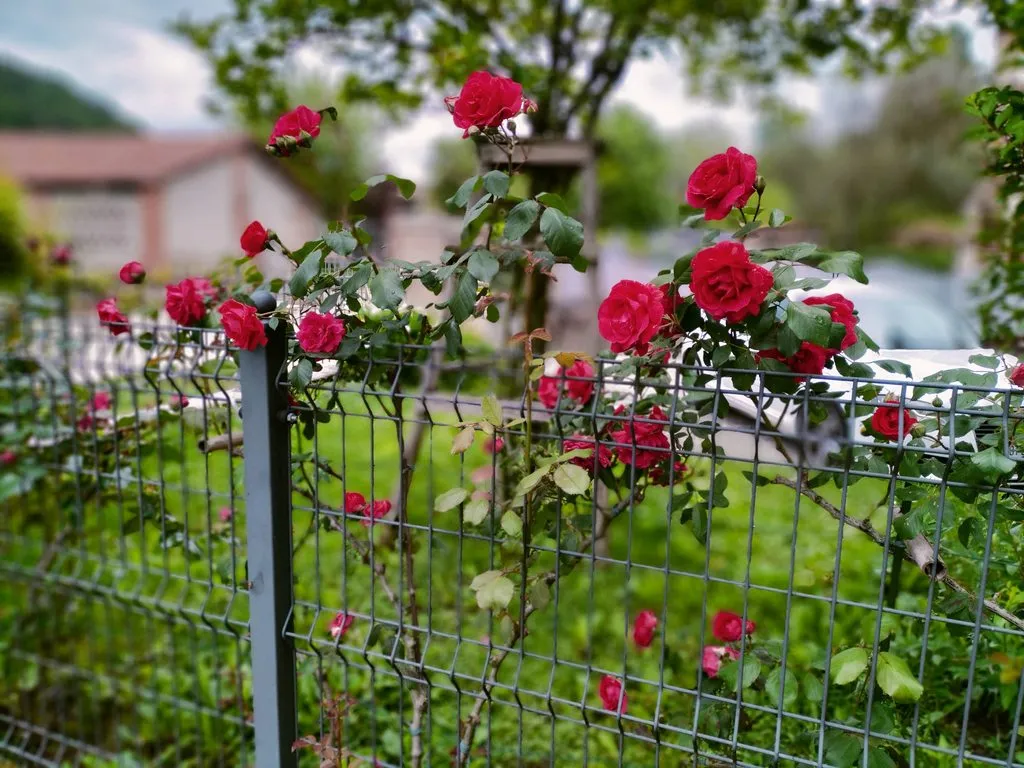 Чайная беседка