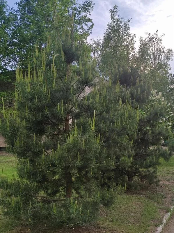 Чайная беседка