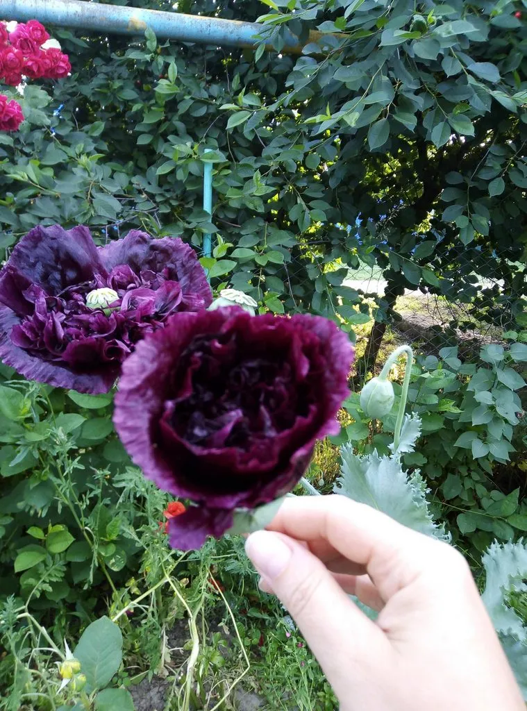 Чайная беседка