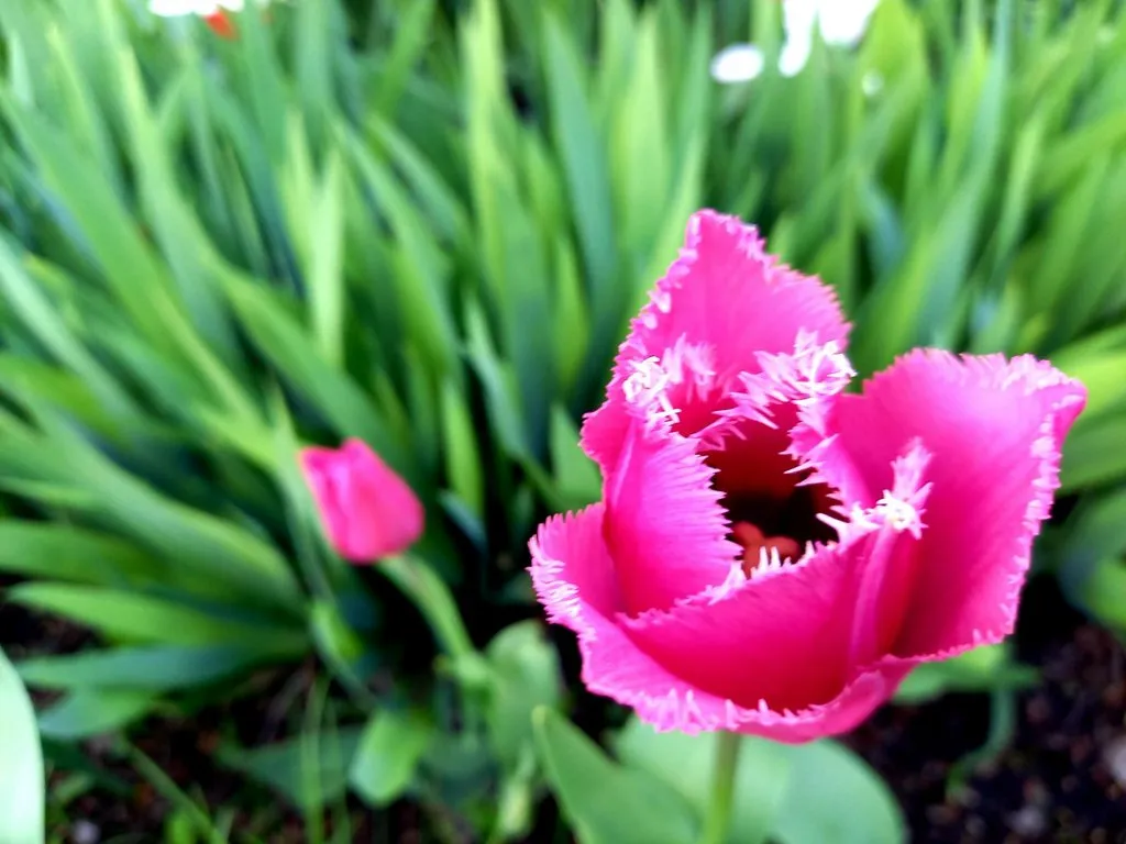 Чайная беседка