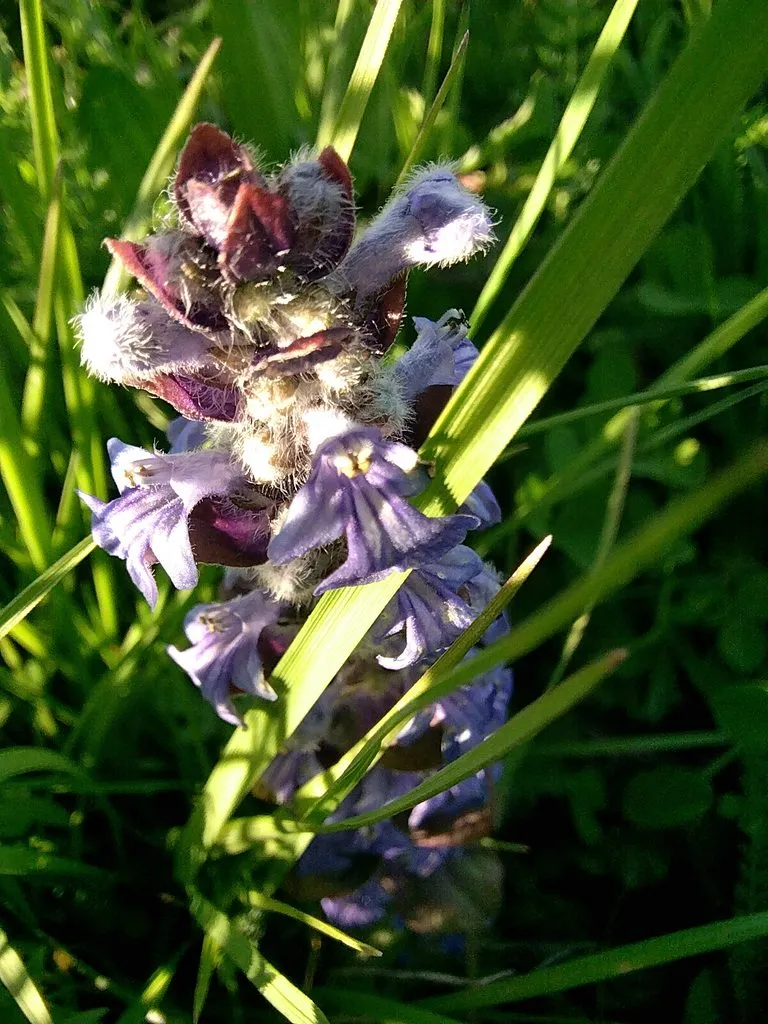 Чайная беседка