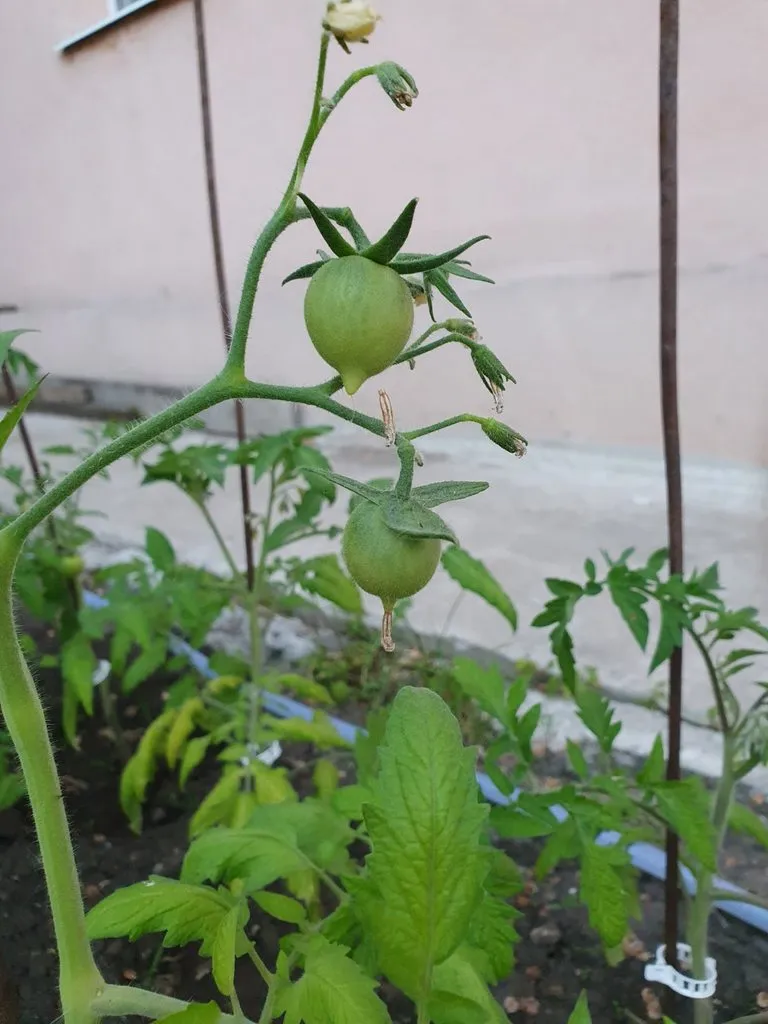 Чайная беседка