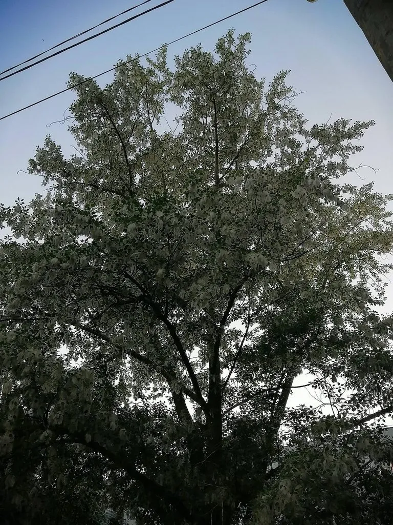 Чайная беседка