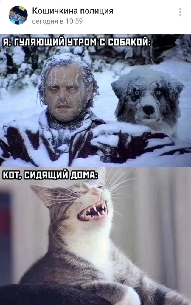 Кошичкина полиция