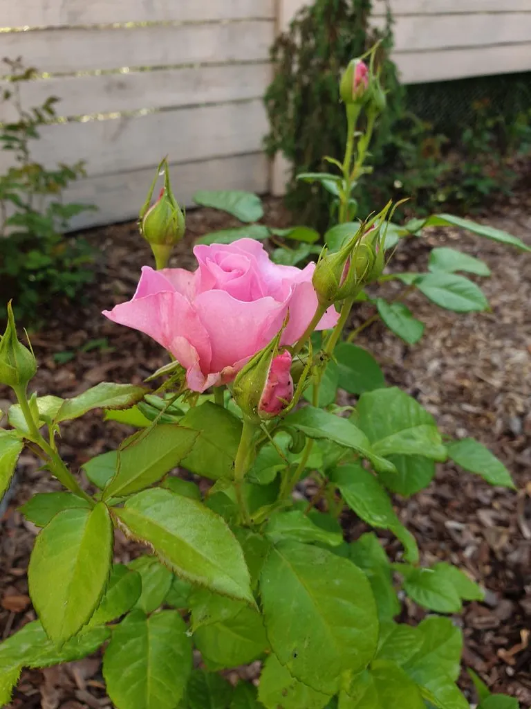 Чайная беседка