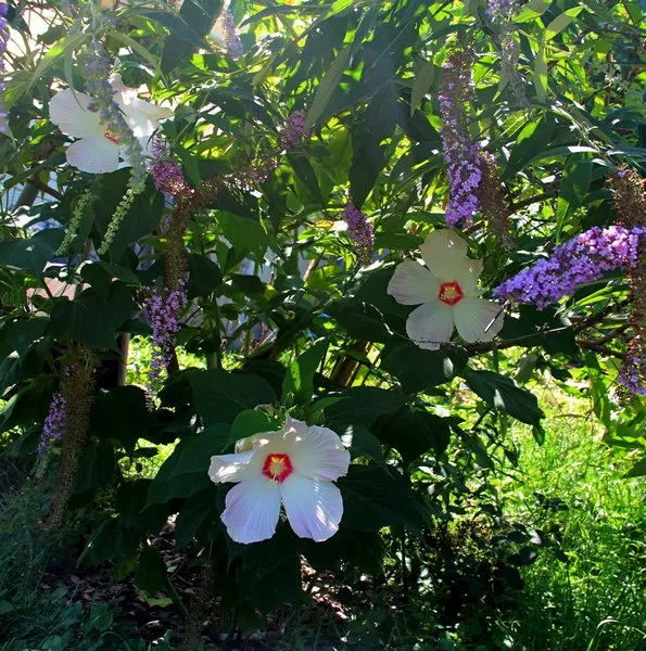 Чайная беседка