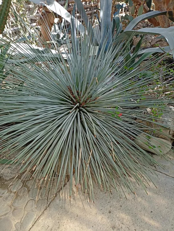 Флора