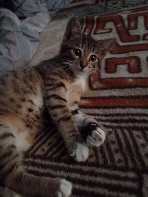 Чайная беседка