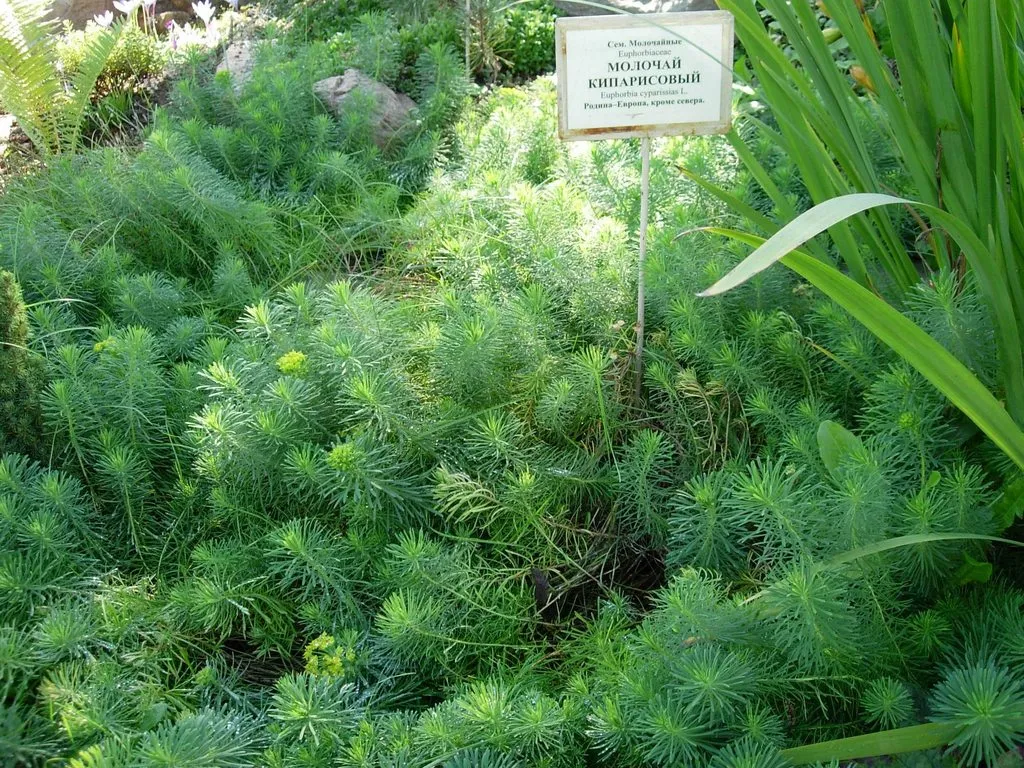 Флора