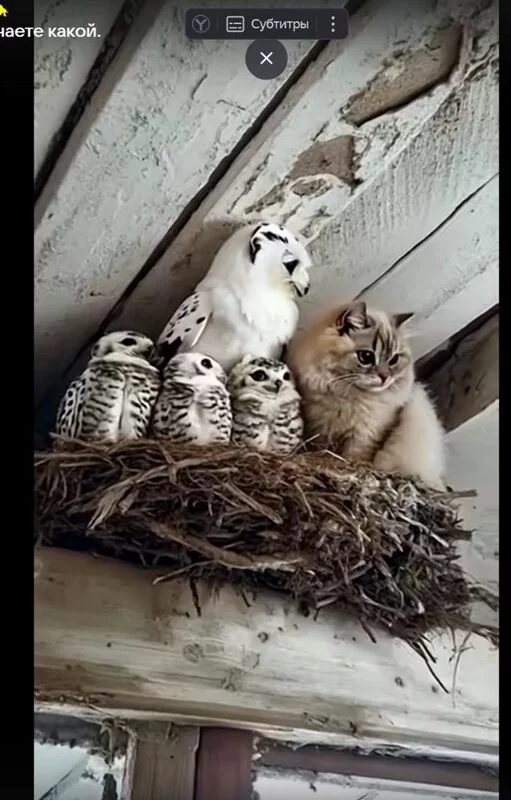 Позитивчик (фото, видео, рассказы для хорошего настроения)