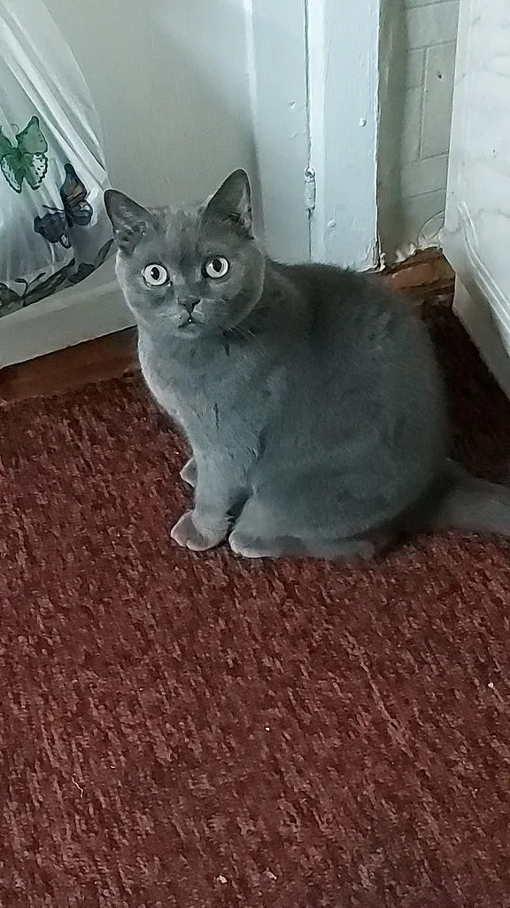 Tapтaлeтки & Ко