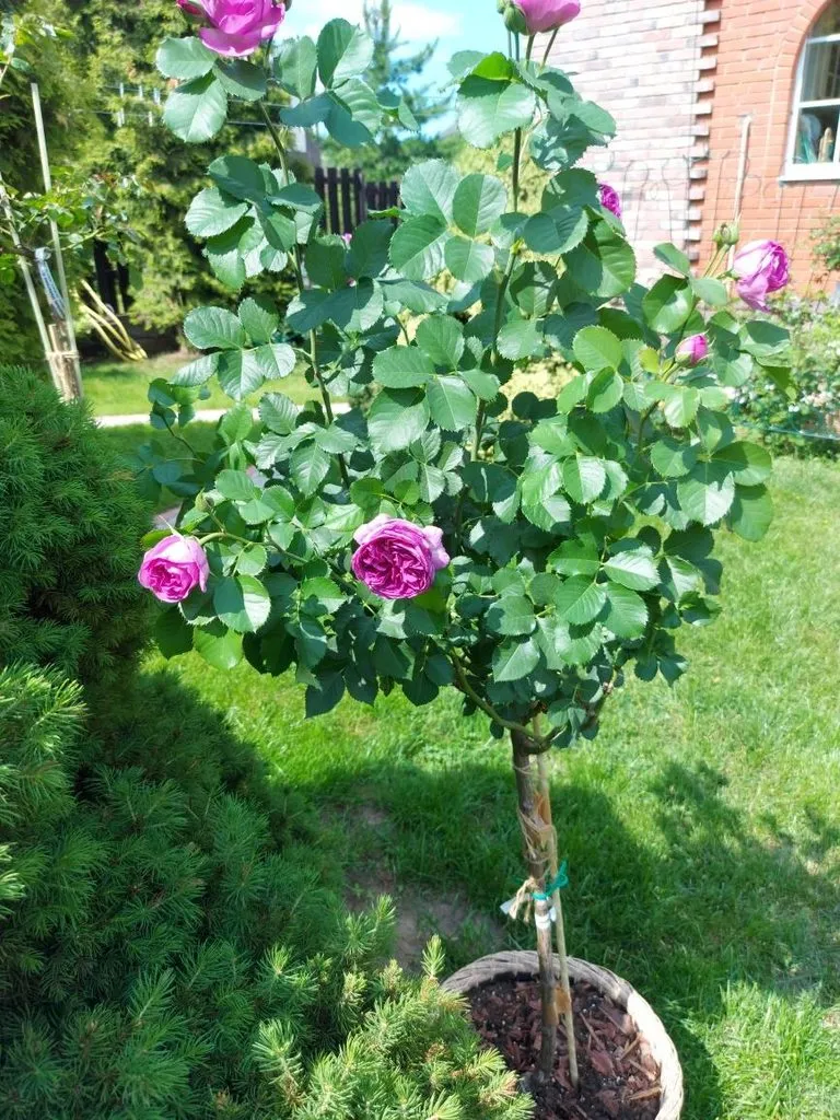 Флора