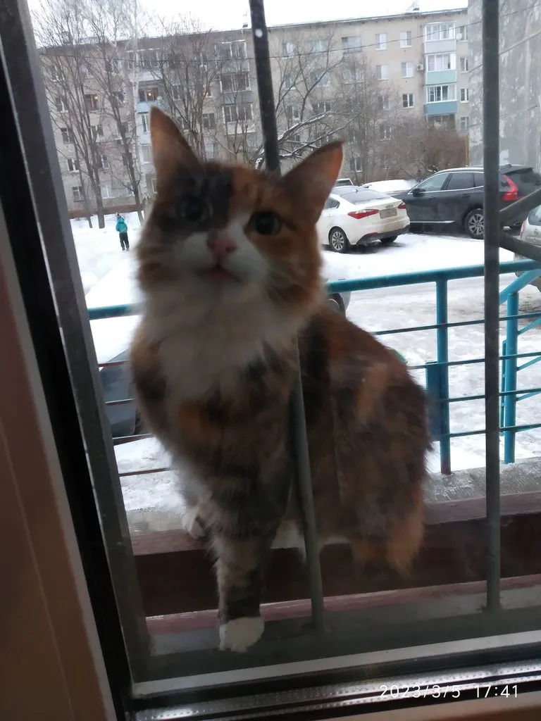 Чайная беседка