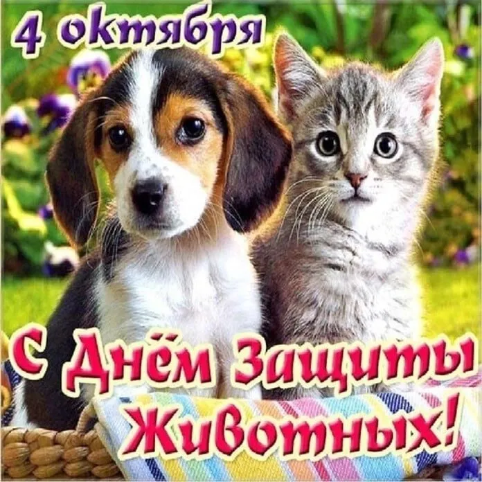 Кто сказал "Мяу"?