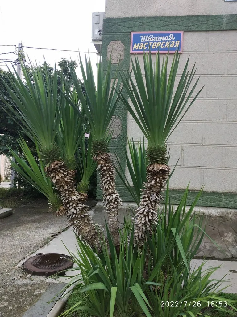 Чайная беседка