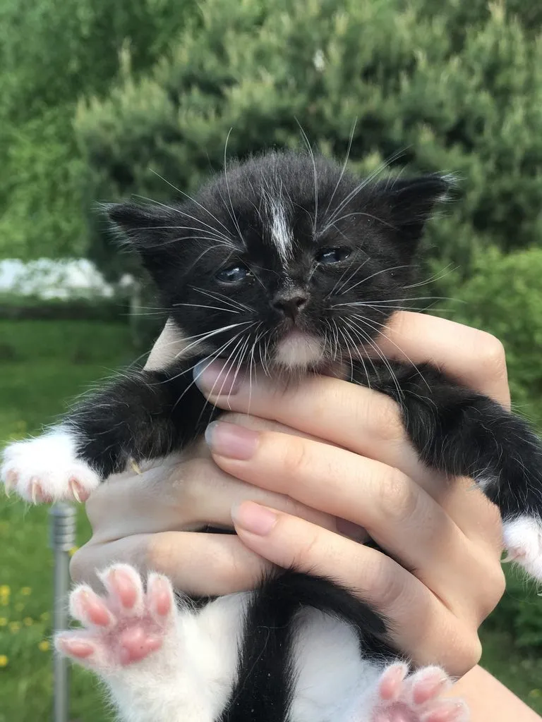 Помогите найти котятам дом!