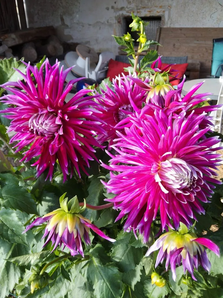 Чайная беседка