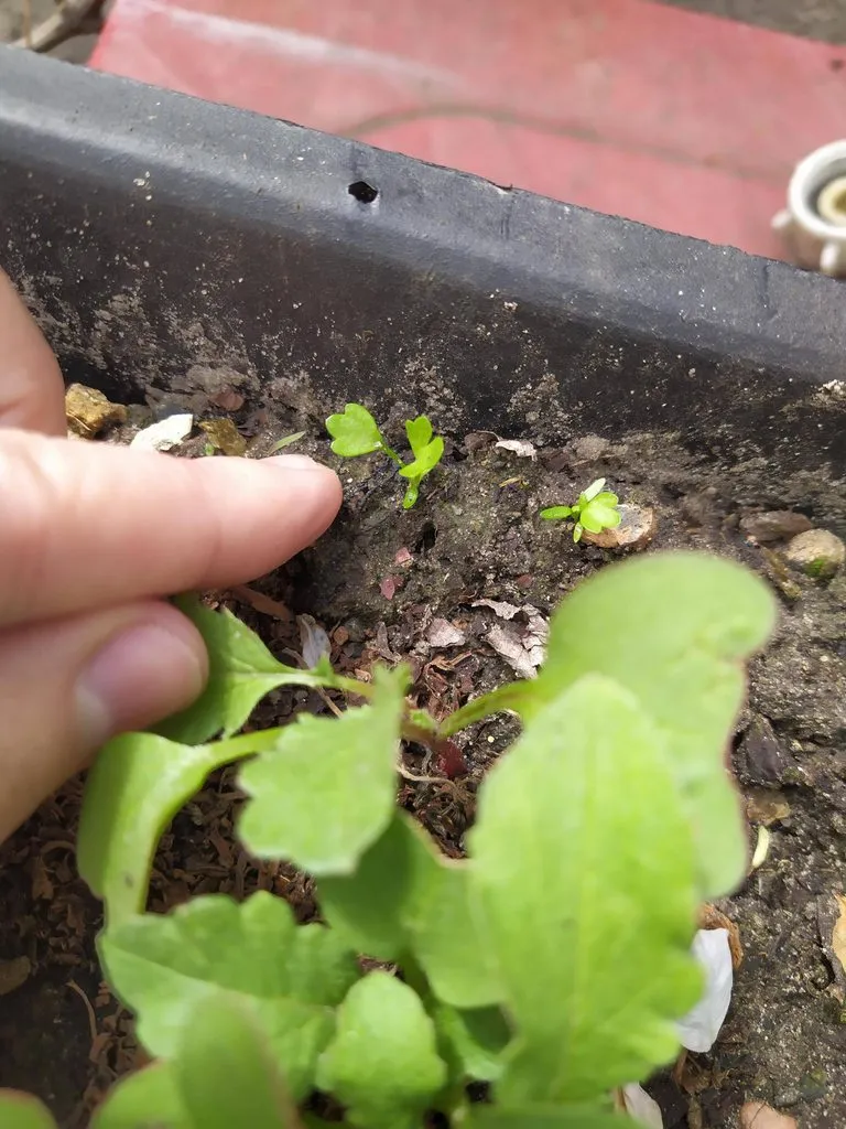 Чайная беседка