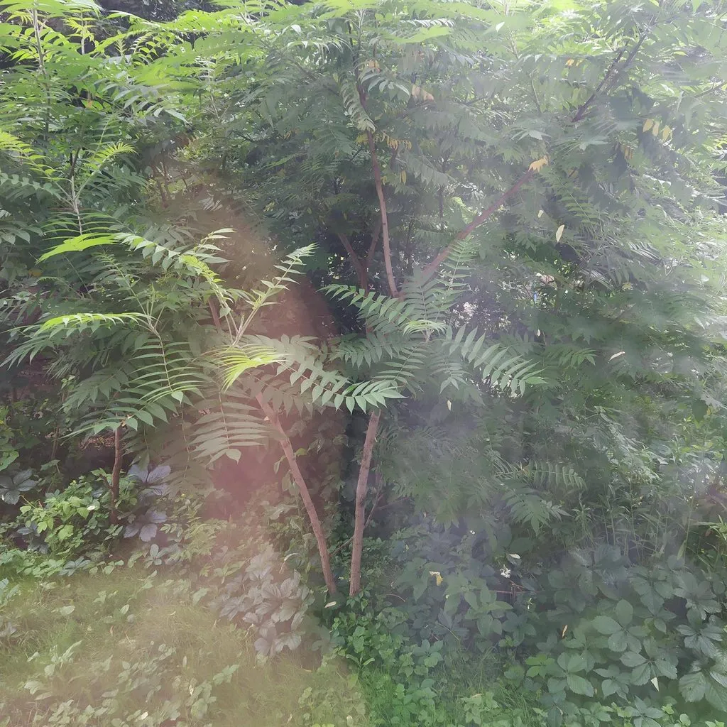 Чайная беседка