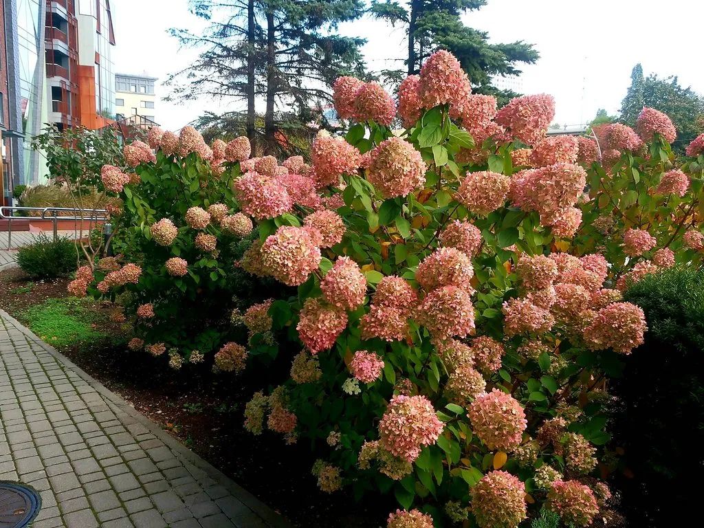 И снова, через год, встречай, Калининград!
