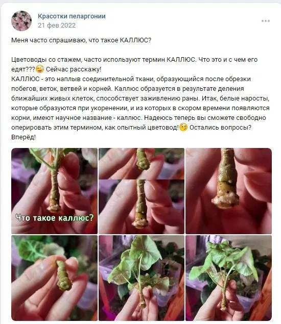 Лютики-цветочки или увлекательное крестьянство