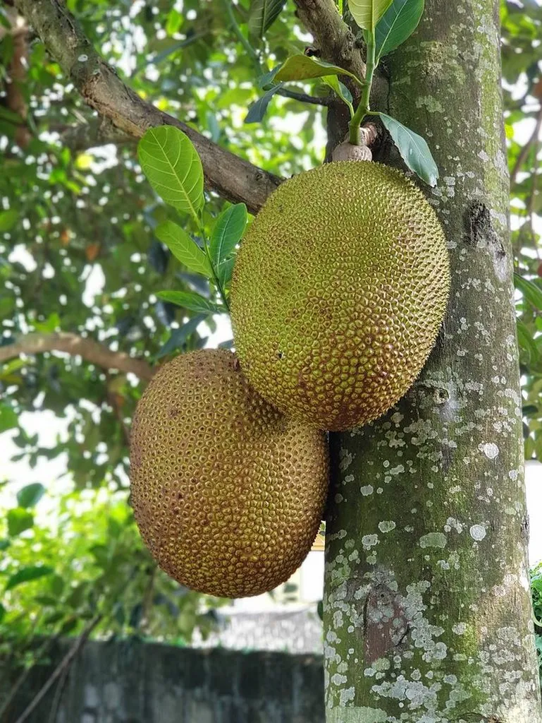 Хлебное дерево