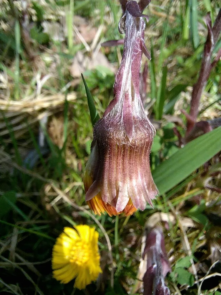Чайная беседка