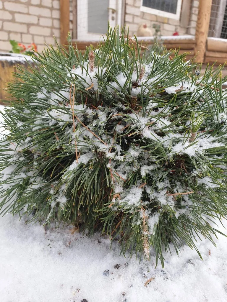 Чайная беседка