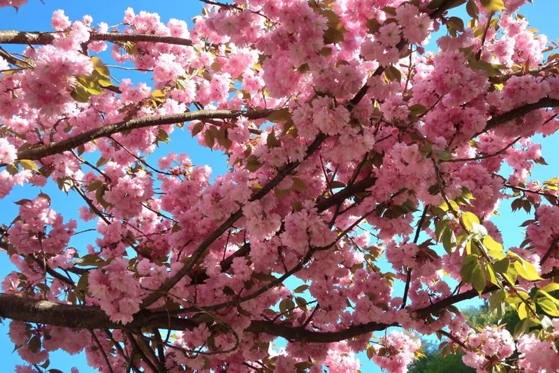 Фотонастроение