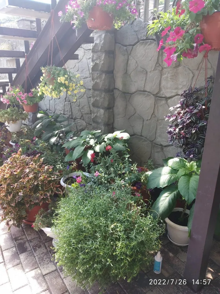 Чайная беседка