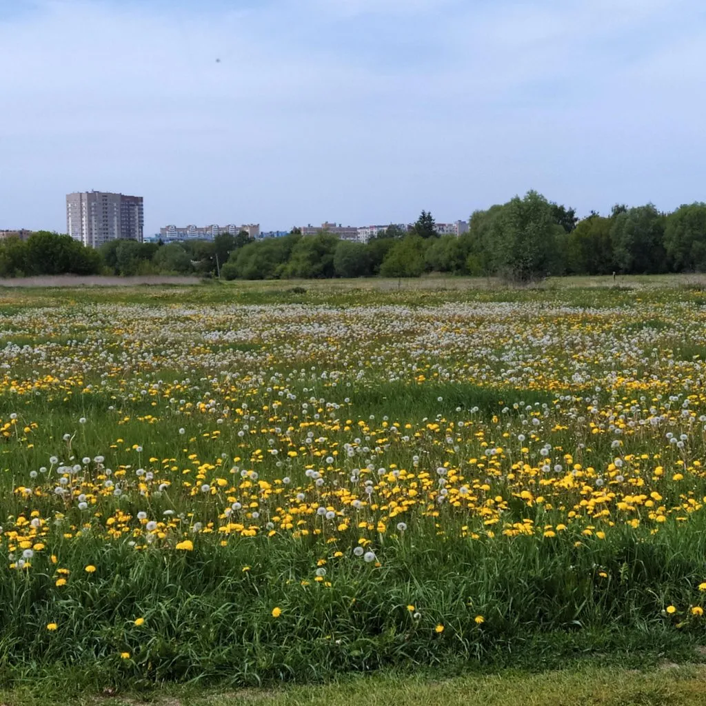 Чайная беседка