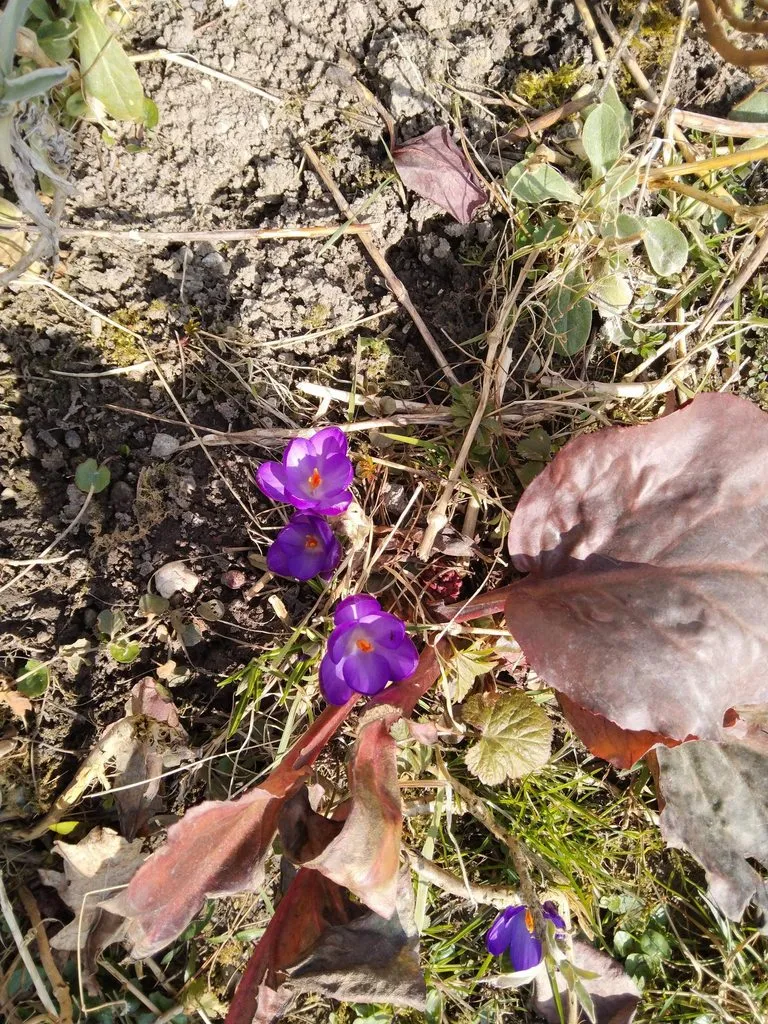 Чайная беседка