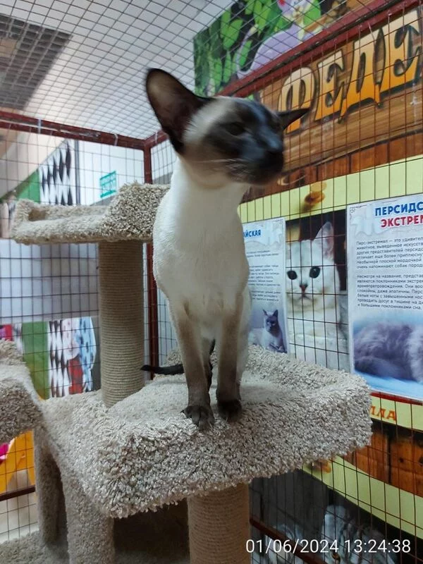 Чайная беседка